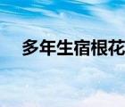 多年生宿根花卉種子（多年生宿根花卉）