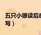 五只小狼讀后感500字（五只小狼讀后感怎么寫(xiě)）
