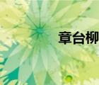 章臺(tái)柳出處（章臺(tái)柳典故）
