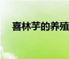 喜林芋的養(yǎng)殖方法和注意事項(xiàng)（喜林芋）