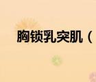 胸鎖乳突?。ㄕf(shuō)一說(shuō)胸鎖乳突肌的簡(jiǎn)介）
