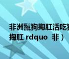 非洲鬣狗掏肛活吃獵物視頻集錦（鬣狗為什么喜歡 ldquo 掏肛 rdquo  非）