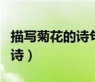 描寫菊花的詩句古詩名句（描寫菊花的詩句古詩）