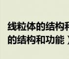 線粒體的結(jié)構(gòu)和功能哪些說法不正確（線粒體的結(jié)構(gòu)和功能）