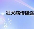 狂犬病傳播途徑圖畫（狂犬病傳播途徑）