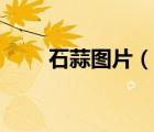 石蒜圖片（石蒜花和彼岸花的區(qū)別）