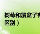 樹(shù)莓和覆盆子有區(qū)別嗎（樹(shù)莓和覆盆子有什么區(qū)別）