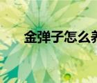 金彈子怎么養(yǎng)成大樹（金彈子怎么養(yǎng)）