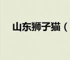 山東獅子貓（說(shuō)一說(shuō)山東獅子貓的簡(jiǎn)介）