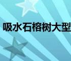 吸水石榕樹大型盆景（吸水石盆景擺放風水）