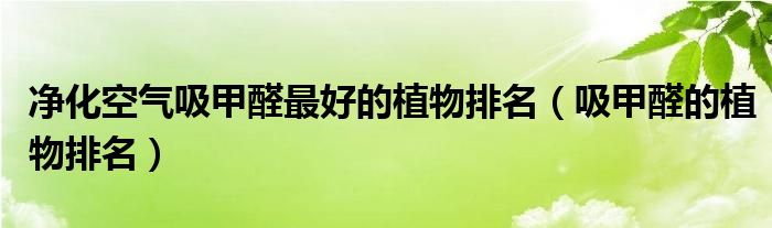 凈化空氣吸甲醛最好的植物排名（吸甲醛的植物排名）