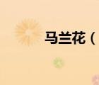 馬蘭花（說一說馬蘭花的簡介）