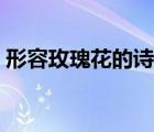 形容玫瑰花的詩(shī)句古詩(shī)（形容玫瑰花的詩(shī)句）