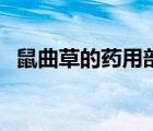 鼠曲草的藥用部位（鼠曲草的功效與禁忌）