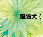 臘腸犬（說(shuō)一說(shuō)臘腸犬的簡(jiǎn)介）