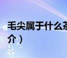 毛尖屬于什么茶（說一說毛尖屬于什么茶的簡介）