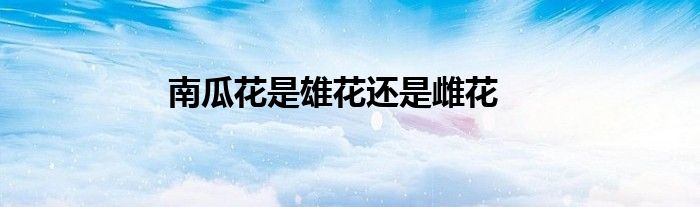 南瓜花是雄花還是雌花