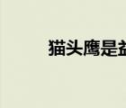 貓頭鷹是益鳥還是有害鳥（害鳥）
