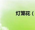 燈籠花（說(shuō)一說(shuō)燈籠花的簡(jiǎn)介）