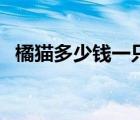 橘貓多少錢一只正常價(jià)（橘貓多少錢一只）