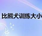 比熊犬訓(xùn)練大小便（比熊犬怎么訓(xùn)練大小便）