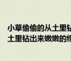 小草偷偷的從土里鉆出來嫩嫩的綠綠的重音（小草偷偷的從土里鉆出來嫩嫩的綠綠的）