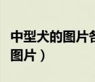 中型犬的圖片各種犬的圖片（中型犬的品種及圖片）