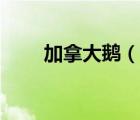 加拿大鵝（說(shuō)一說(shuō)加拿大鵝的簡(jiǎn)介）