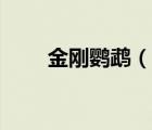 金剛鸚鵡（說(shuō)一說(shuō)金剛鸚鵡的簡(jiǎn)介）