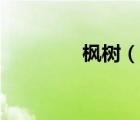 楓樹（說(shuō)一說(shuō)楓樹的簡(jiǎn)介）