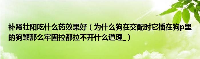 補腎壯陽吃什么藥效果好（為什么狗在交配時它插在狗p里的狗鞭那么牢固拉都拉不開什么道理_）