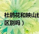杜鵑花和映山紅有何區(qū)別（杜鵑花和映山紅有區(qū)別嗎）