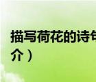 描寫荷花的詩句（說一說描寫荷花的詩句的簡介）