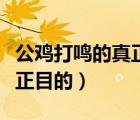 公雞打鳴的真正目的是什么（建三峽大壩的真正目的）