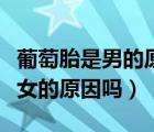 葡萄胎是男的原因還是女的原因（葡萄胎全是女的原因嗎）