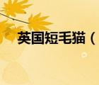 英國(guó)短毛貓（說(shuō)一說(shuō)英國(guó)短毛貓的簡(jiǎn)介）