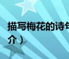 描寫梅花的詩(shī)句（說(shuō)一說(shuō)描寫梅花的詩(shī)句的簡(jiǎn)介）