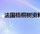 法國(guó)梧桐樹(shù)資料圖片（法國(guó)梧桐樹(shù)的資料）