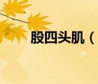 股四頭?。ㄕf一說股四頭肌的簡介）