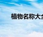 植物名稱大全300個（植物名稱大全）