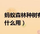 螞蟻森林種樹有什么好處（支付寶螞蟻森林有什么用）