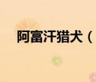 阿富汗獵犬（說一說阿富汗獵犬的簡介）