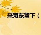 采菊東籬下（說一說采菊東籬下的簡介）