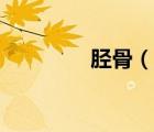 脛骨（說一說脛骨的簡介）