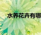 水養(yǎng)花卉有哪些品種（水養(yǎng)花卉有哪些）
