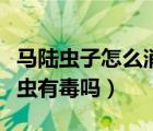 馬陸蟲子怎么消滅（馬陸蟲怎么徹底消滅馬陸蟲有毒嗎）