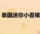泰國迷你小香豬怎么養(yǎng)（泰國小香豬能吃嗎）