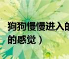 狗狗慢慢進(jìn)入的感覺(jué)怎么形容（狗狗慢慢進(jìn)入的感覺(jué)）