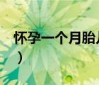懷孕一個月胎兒有多大（3個月的胎兒有多大）