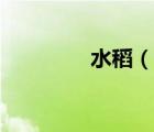 水稻（說(shuō)一說(shuō)水稻的簡(jiǎn)介）